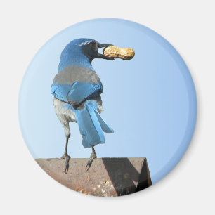 Cute Blue Scrub Jay Bird & Peanut Magneet