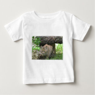 Cute Bobcat