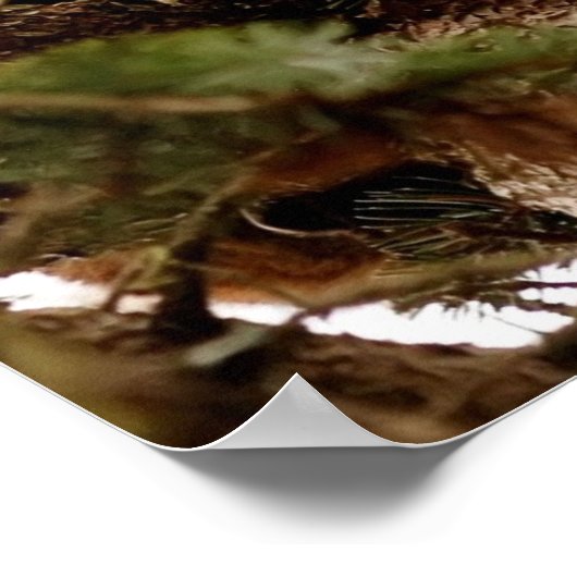 Cute Bobcat Kitten in een Poster (Hoek)