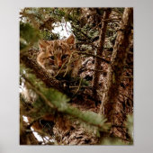 Cute Bobcat Kitten in een Poster (Voorkant)