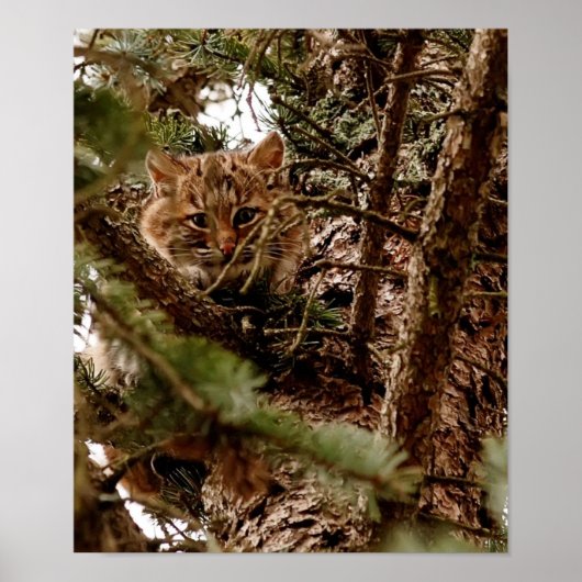 Cute Bobcat Kitten in een Poster (Voorkant)