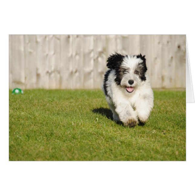 Cute Bobtail Sheepdog (Voorkant Horizontaal)