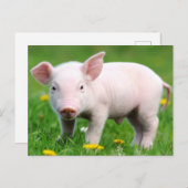 Cute Boerderij Living Barn Roze Piglet Briefkaart (Voorkant / Achterkant)