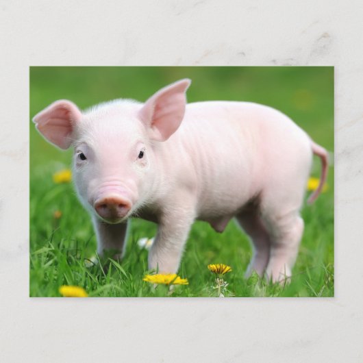 Cute Boerderij Living Barn Roze Piglet Briefkaart (Voorkant)