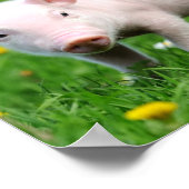 Cute Boerderij Living Barn Roze Piglet Poster (Hoek)