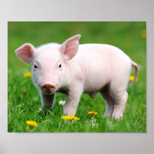 Cute Boerderij Living Barn Roze Piglet Poster (Voorkant)