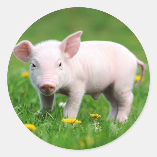 Cute Boerderij Living Barn Roze Piglet Ronde Sticker (Voorkant)