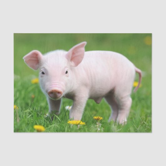 Cute Boerderij Living Barn Roze Piglet Tissuepapier (Voorkant)