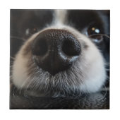 Cute Border Collie Nose Closeup Tegeltje (Voorkant)