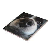 Cute Border Collie Nose Closeup Tegeltje (Zijkant)
