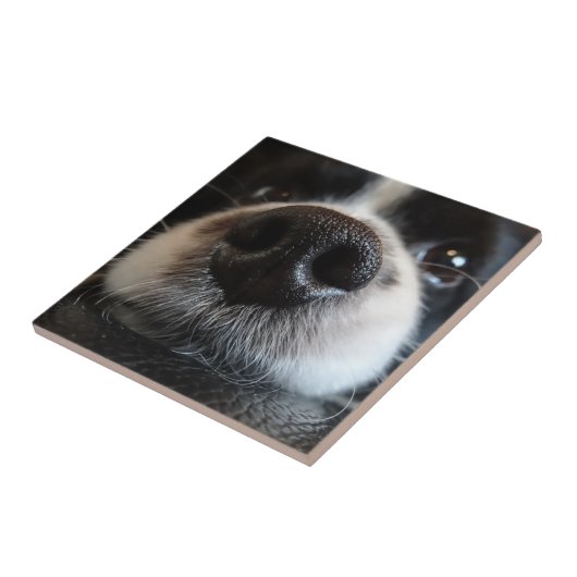 Cute Border Collie Nose Closeup Tegeltje (Zijkant)