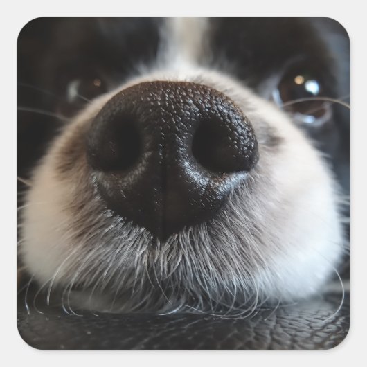 Cute Border Collie Nose Closeup Vierkante Sticker (Voorkant)