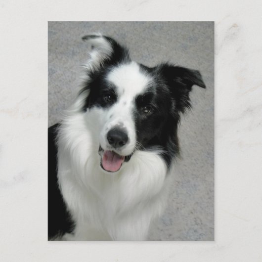 Cute Border Collie Photo Portrait Briefkaart (Voorkant)