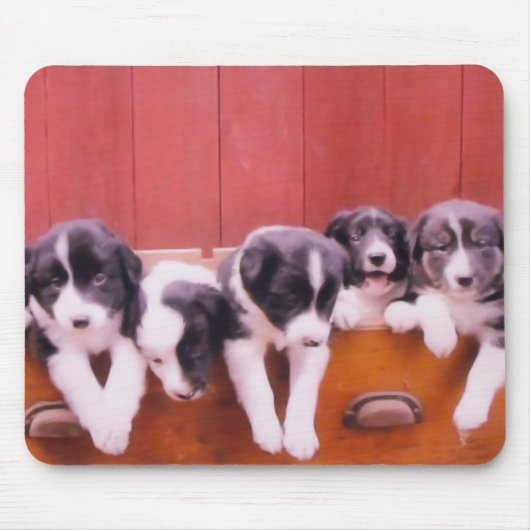 Cute Border Collie Puppies Muismat (Voorkant)