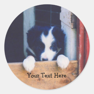 Cute Border Collie Puppy Dog Sticker