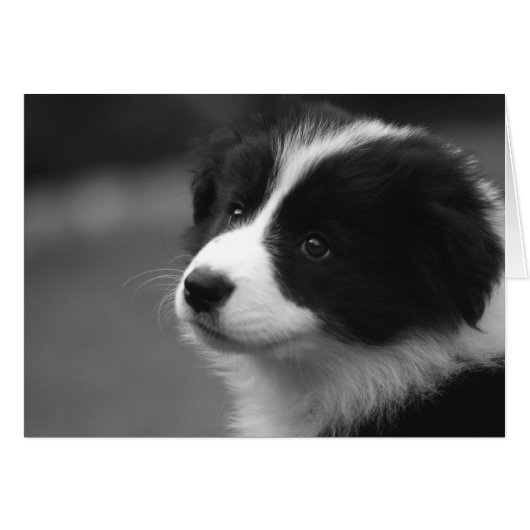 Cute Border Collie Puppy Kaart (Voorkant Horizontaal)