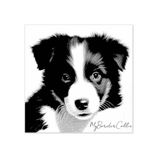 Cute Border Collie Puppy Portret Pet Keepomwille Rubberstempel