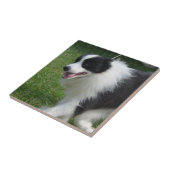 Cute Border Collie Puppy Tegeltje (Zijkant)