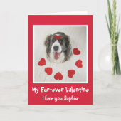 Cute Border Collie Valentijnsdag houdt van harten Feestdagen Kaart (Voorkant)