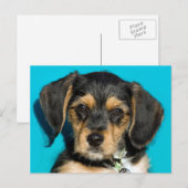 Cute Borkie Puppy Briefkaart (Voorkant / Achterkant)