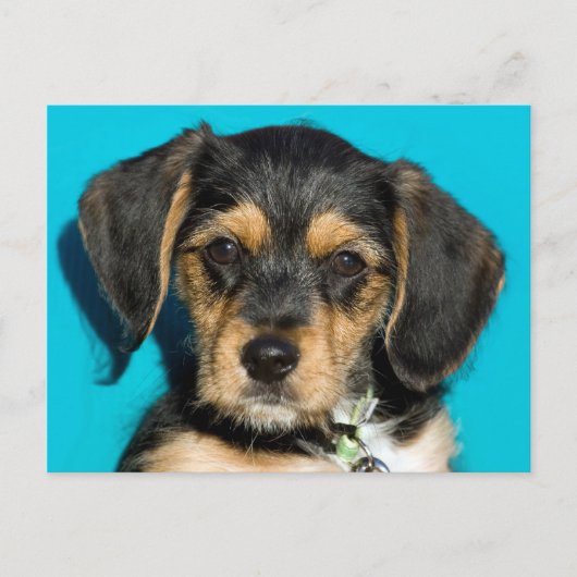 Cute Borkie Puppy Briefkaart (Voorkant)