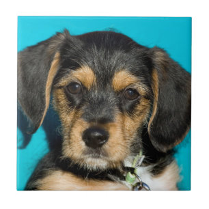 Cute Borkie Puppy Tegeltje