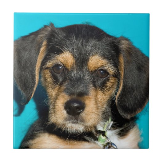 Cute Borkie Puppy Tegeltje (Voorkant)