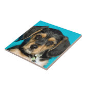 Cute Borkie Puppy Tegeltje (Zijkant)