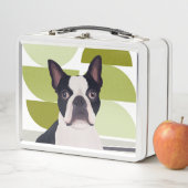 Cute Boston Terrier Dog (In situ)