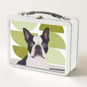 Cute Boston Terrier Dog