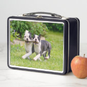 Cute Boston Terrier dogs puppies die lopen en spel (In situ)