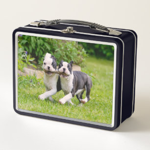 Cute Boston Terrier dogs puppies die lopen en spel