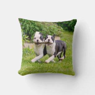 Cute Boston Terrier dogs puppies spelen Kussen