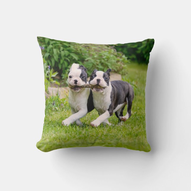 Cute Boston Terrier dogs puppies spelen Kussen (Voorkant)
