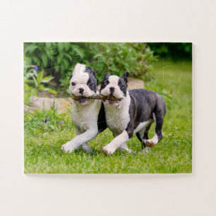 Cute Boston Terrier dogs puppies spelen Legpuzzel