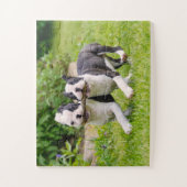 Cute Boston Terrier dogs puppies spelen Legpuzzel (Verticaal)