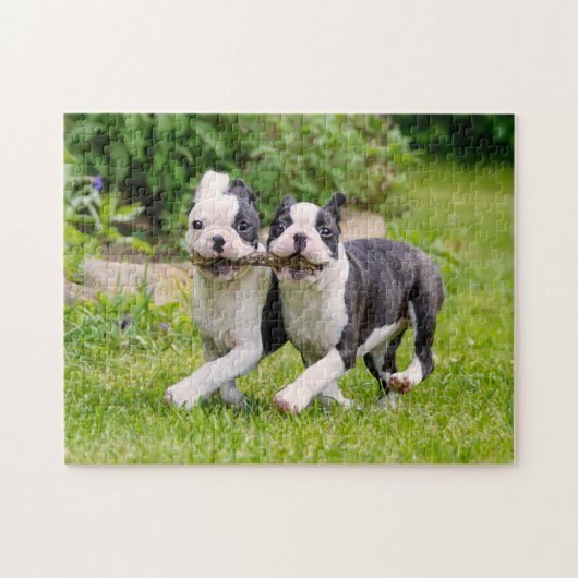 Cute Boston Terrier dogs puppies spelen Legpuzzel (Horizontaal)