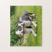 Cute Boston Terrier dogs puppies spelen Legpuzzel (Verticaal)
