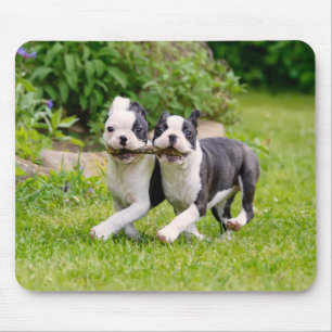 Cute Boston Terrier dogs puppies spelen Muismat