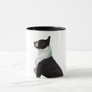 Cute Boston Terrier Mok