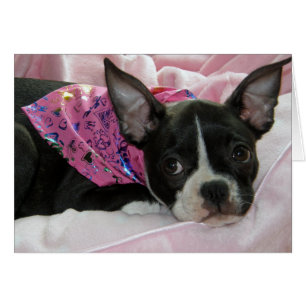 Cute Boston Terrier Puppy