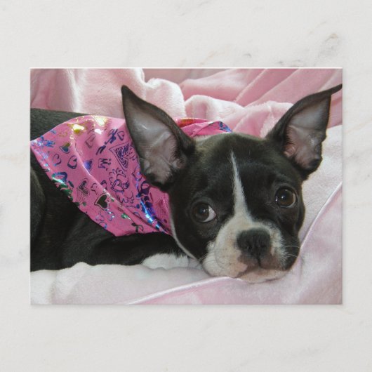 Cute Boston Terrier Puppy Briefkaart (Voorkant)