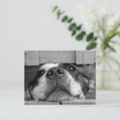 Cute Boston Terrier Puppy Closeup Briefkaart (Staand voorkant)