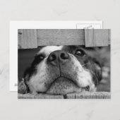 Cute Boston Terrier Puppy Closeup Briefkaart (Voorkant / Achterkant)