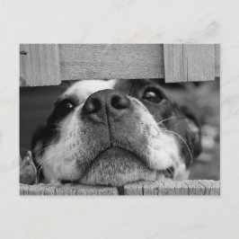 Cute Boston Terrier Puppy Closeup Briefkaart