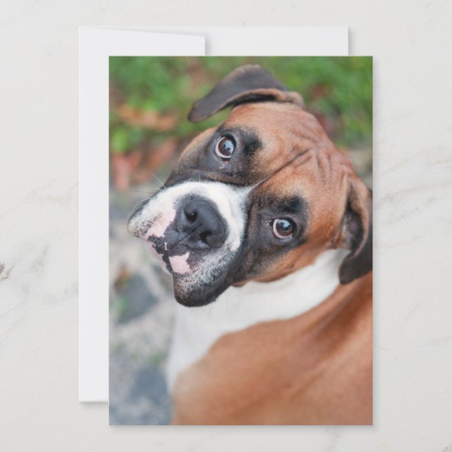 Cute boxer dog (Voorkant)