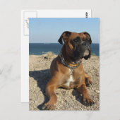 Cute Boxer Dog Briefkaart (Voorkant / Achterkant)