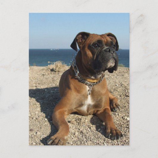Cute Boxer Dog Briefkaart (Voorkant)