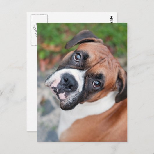 Cute boxer dog briefkaart (Voorkant / Achterkant)