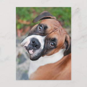 Cute boxer dog briefkaart